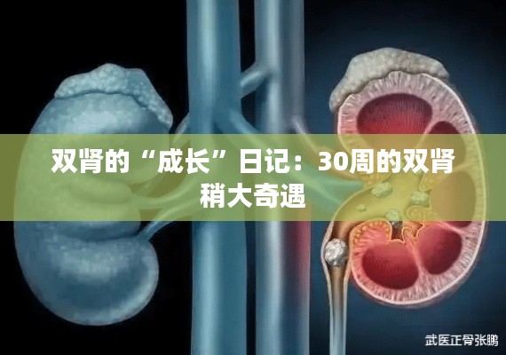 雙腎的“成長”日記：30周的雙腎稍大奇遇