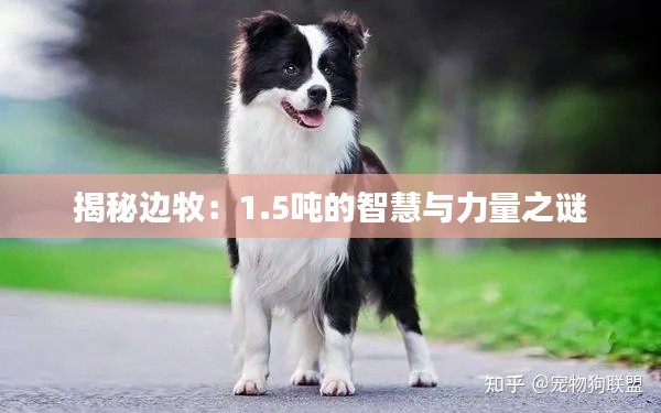 揭秘邊牧：1.5噸的智慧與力量之謎