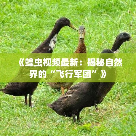《蝗蟲視頻最新：揭秘自然界的“飛行軍團”》