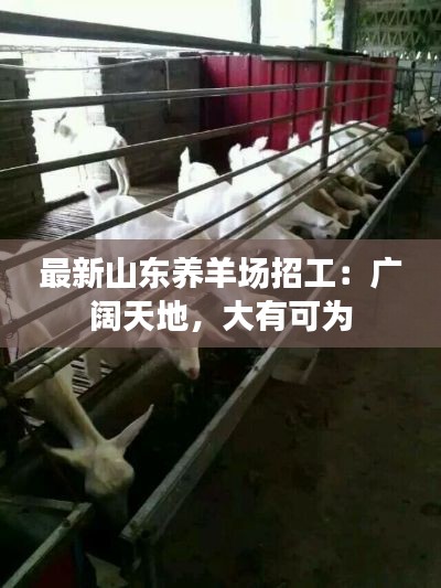 最新山東養(yǎng)羊場(chǎng)招工：廣闊天地，大有可為