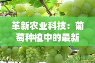 革新農(nóng)業(yè)科技：葡萄種植中的最新農(nóng)藥應(yīng)用解析