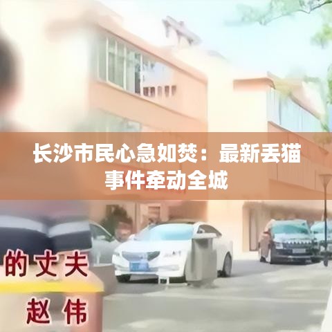 長沙市民心急如焚：最新丟貓事件牽動全城