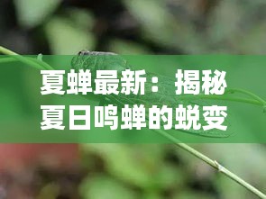 夏蟬最新：揭秘夏日鳴蟬的蛻變之旅