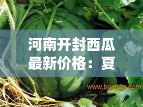 河南開封西瓜最新價(jià)格：夏日里的甜蜜誘惑