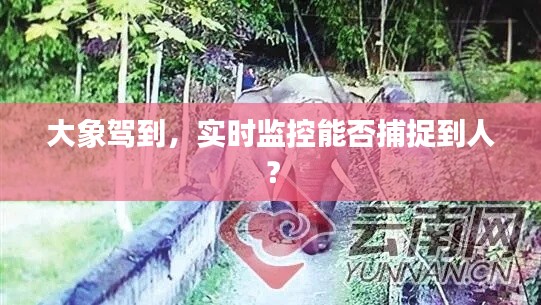 大象駕到，實(shí)時監(jiān)控能否捕捉到人？
