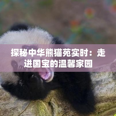 探秘中華熊貓?jiān)穼?shí)時(shí)：走進(jìn)國(guó)寶的溫馨家園
