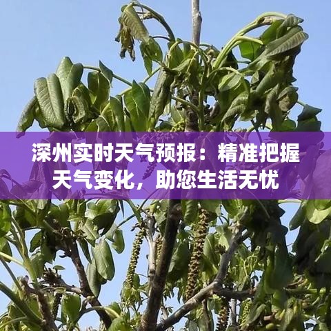 深州實(shí)時(shí)天氣預(yù)報(bào)：精準(zhǔn)把握天氣變化，助您生活無(wú)憂