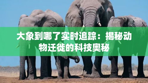 大象到哪了實(shí)時(shí)追蹤：揭秘動(dòng)物遷徙的科技奧秘
