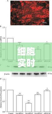 細胞實時熒光定量PCR法的步驟詳解