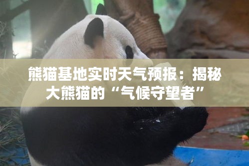 熊貓基地實時天氣預(yù)報：揭秘大熊貓的“氣候守望者”