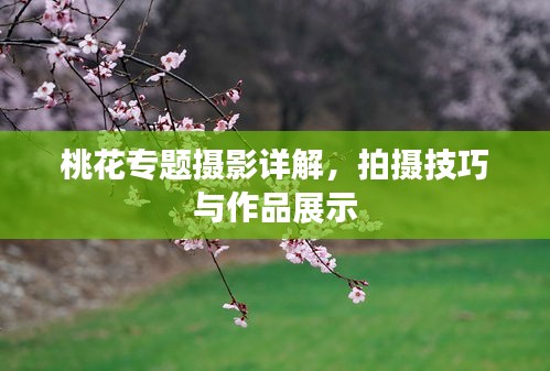 桃花專題攝影詳解，拍攝技巧與作品展示
