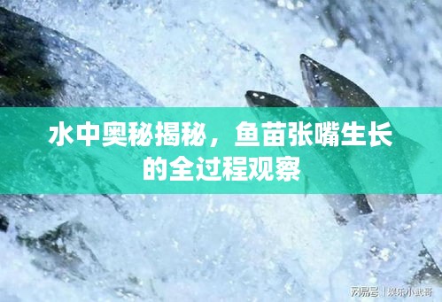 水中奧秘揭秘，魚苗張嘴生長的全過程觀察