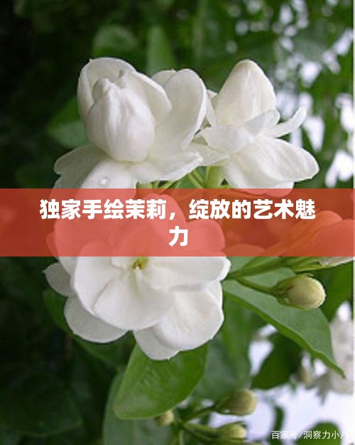獨(dú)家手繪茉莉，綻放的藝術(shù)魅力