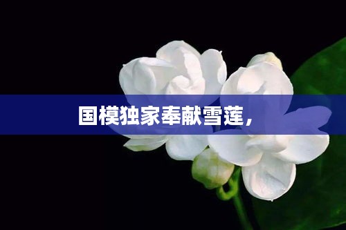 國(guó)模獨(dú)家奉獻(xiàn)雪蓮， 