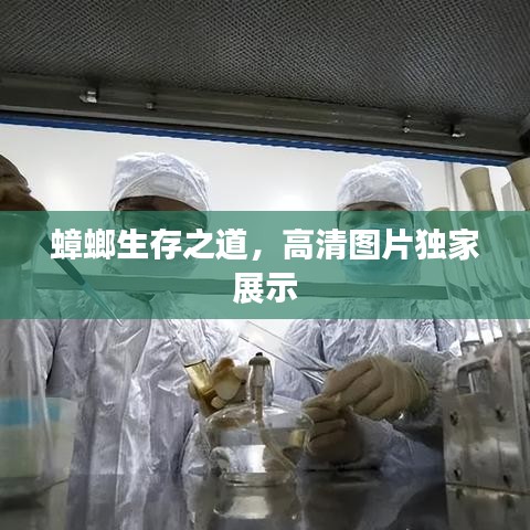 蟑螂生存之道，高清圖片獨(dú)家展示