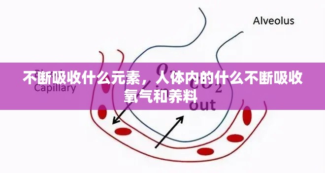 不斷吸收什么元素，人體內(nèi)的什么不斷吸收氧氣和養(yǎng)料 