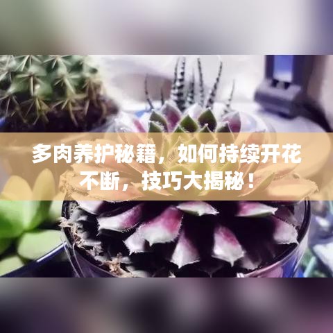 多肉養(yǎng)護秘籍，如何持續(xù)開花不斷，技巧大揭秘！
