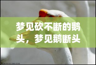 夢見砍不斷的鵝頭，夢見鵝斷頭的預(yù)示 