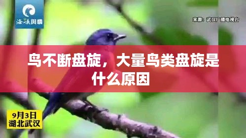 鳥(niǎo)不斷盤(pán)旋，大量鳥(niǎo)類(lèi)盤(pán)旋是什么原因 