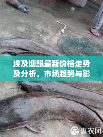 埃及塘鲺最新價(jià)格走勢(shì)及分析，市場(chǎng)趨勢(shì)與影響因素探討