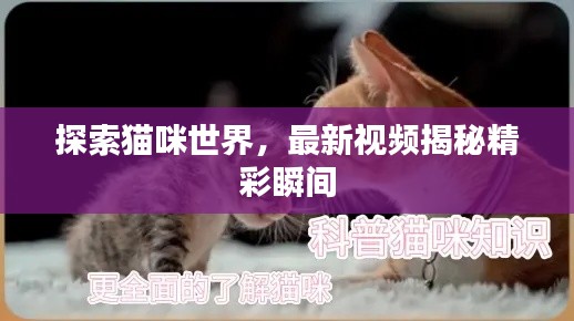 探索貓咪世界，最新視頻揭秘精彩瞬間