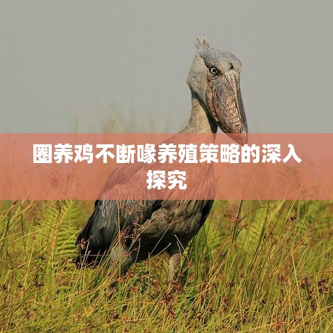 圈養(yǎng)雞不斷喙養(yǎng)殖策略的深入探究