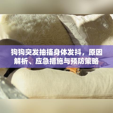 狗狗突發(fā)抽搐身體發(fā)抖，原因解析、應(yīng)急措施與預防策略