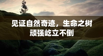 見證自然奇跡，生命之樹頑強屹立不倒