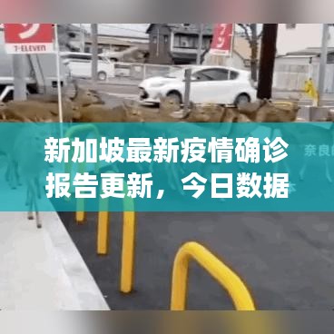 新加坡最新疫情確診報告更新，今日數(shù)據(jù)一覽