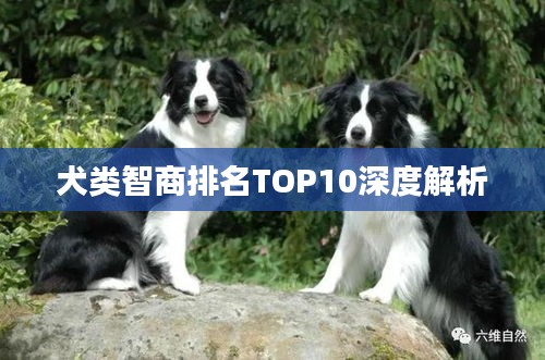 犬類智商排名TOP10深度解析