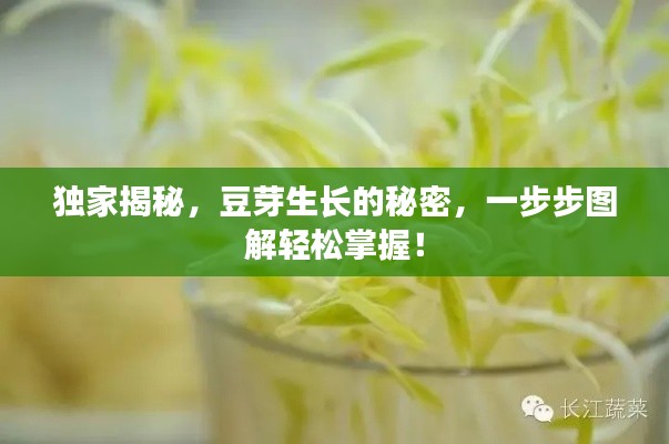 獨(dú)家揭秘，豆芽生長(zhǎng)的秘密，一步步圖解輕松掌握！