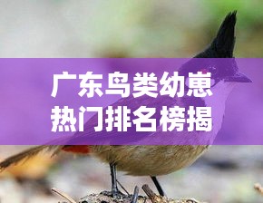 廣東鳥類幼崽熱門排名榜揭曉！