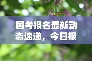 國考報(bào)名最新動(dòng)態(tài)速遞，今日?qǐng)?bào)考趨勢(shì)大揭秘