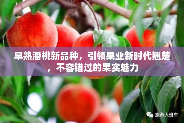早熟潘桃新品種，引領(lǐng)果業(yè)新時(shí)代翹楚，不容錯(cuò)過的果實(shí)魅力