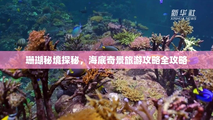 珊瑚秘境探秘，海底奇景旅游攻略全攻略