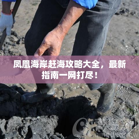鳳凰海岸趕海攻略大全，最新指南一網(wǎng)打盡！
