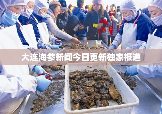 大連海參新聞今日更新獨(dú)家報(bào)道