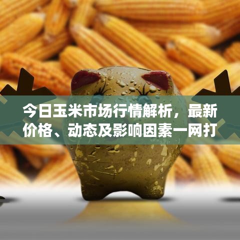 今日玉米市場(chǎng)行情解析，最新價(jià)格、動(dòng)態(tài)及影響因素一網(wǎng)打盡