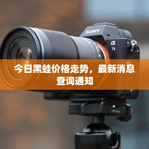 今日黑蛙價(jià)格走勢(shì)，最新消息查詢通知