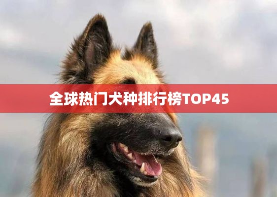 全球熱門犬種排行榜TOP45