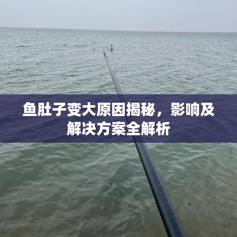 魚肚子變大原因揭秘，影響及解決方案全解析