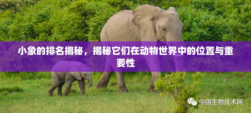 小象的排名揭秘，揭秘它們在動物世界中的位置與重要性
