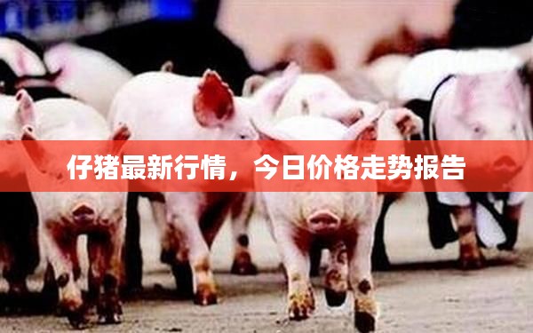 仔豬最新行情，今日價格走勢報告