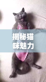 揭秘貓咪魅力世界，百度圖片帶你探索貓步風(fēng)采