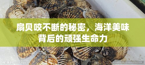 扇貝咬不斷的秘密，海洋美味背后的頑強生命力