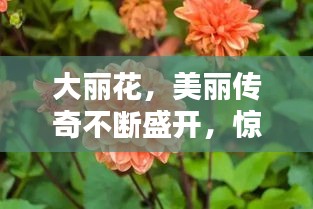 大麗花，美麗傳奇不斷盛開，驚艷世人！