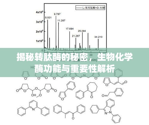 揭秘轉肽酶的秘密，生物化學酶功能與重要性解析