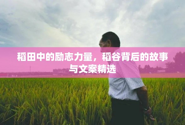 稻田中的勵(lì)志力量，稻谷背后的故事與文案精選