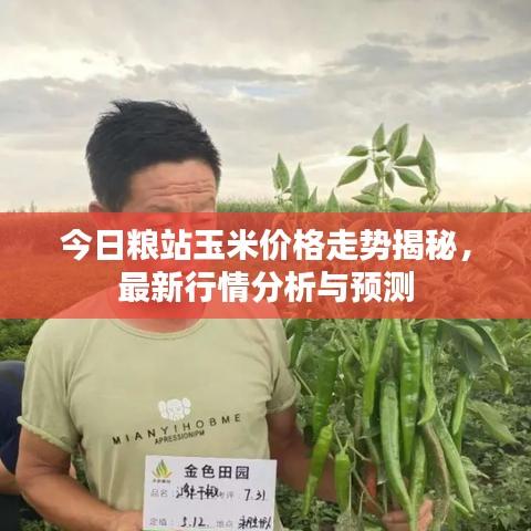 今日糧站玉米價格走勢揭秘，最新行情分析與預(yù)測