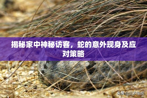 揭秘家中神秘訪客，蛇的意外現(xiàn)身及應(yīng)對策略